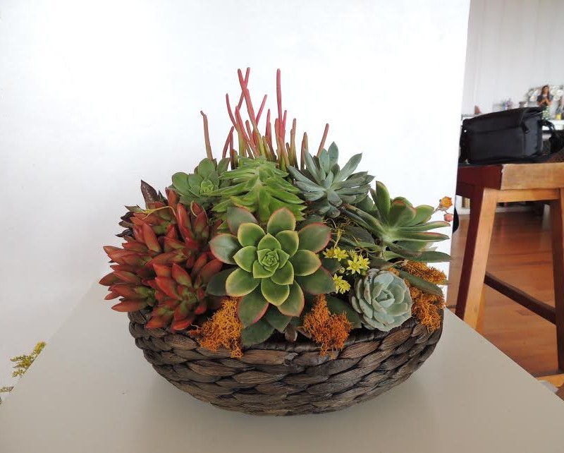 Succulent arrangement in round basket Succulently Urban