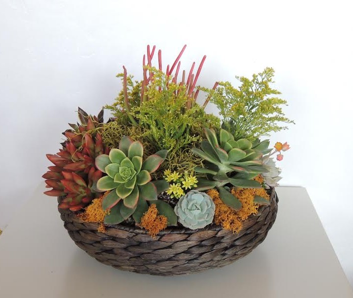 Succulent Arrangement (San Diego Only) Urban Succulents