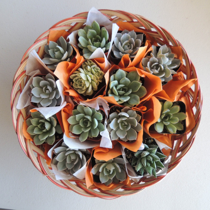 Succulent Gift Basket14 Succulently Urban
