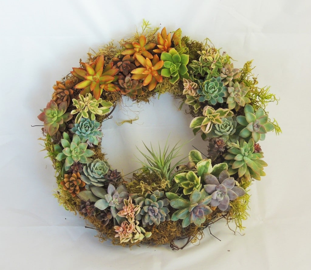 succulent wreath urban succulents succulent wreath urban succulents