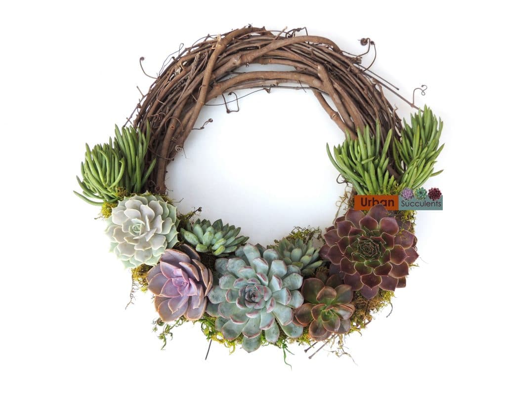 christmas succulent wreath urban succulents christmas succulent wreath urban succulents