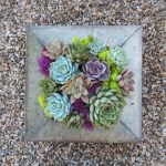 Succulent-arrangement_3375