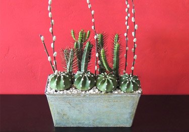 Succulent Cactus Collection