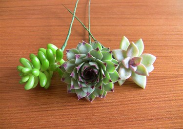 Do it yourself succulent bouquets