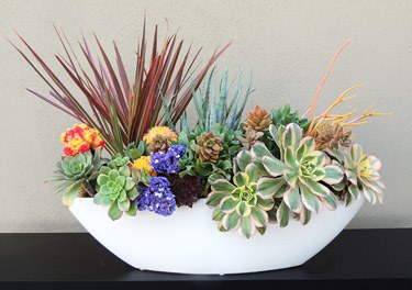 Succulent Centerpieces San Diego