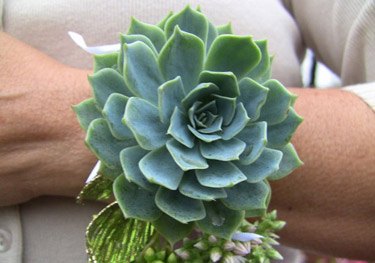 Succulent Corsage