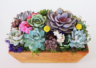 Succulent Gifts