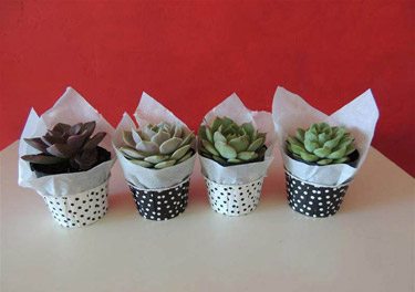 Succulent Wedding Favors