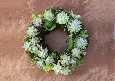 Succulent Wreath