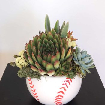 Succulent Arrangements in Baseball vase
