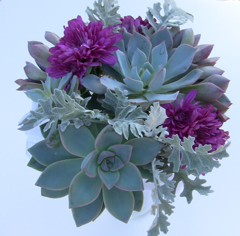 Blue succulent bouquet with purple mums and dusty miller leaves.