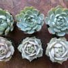 two inch succulent plants