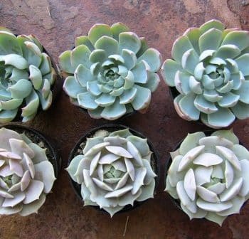 Succulent Plant Assortment 15