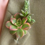 Succulent boutonniere with aeonium kiwi
