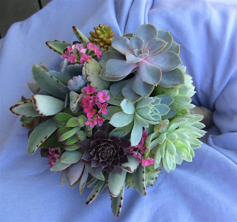 succulent bridal bouquet