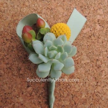 Succulent Boutonniere-Jake