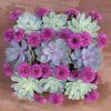 Succulent arrangement- Light green and lavender succulents with purple button poms.