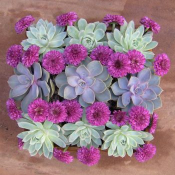 Wood box succulent arrangement-mums