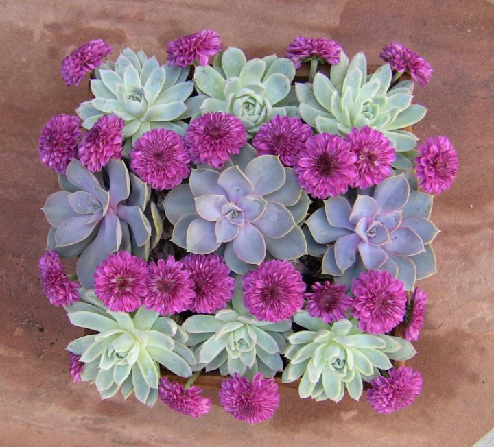 Succulent arrangement- Light green and lavender succulents with purple button poms.