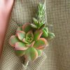 Succulent boutonniere with aeonium kiwi