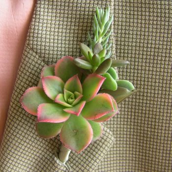 Succulent Boutonniere-Succulent Kiwi