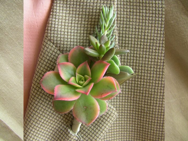 Succulent boutonniere with aeonium kiwi