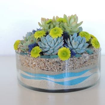 Special Occasion Gift succulents_980