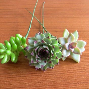 Collection of 10 wired succulents for boutonnieres
