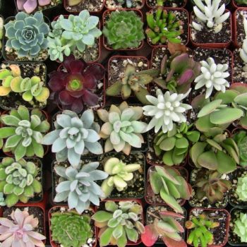 Collection of 8 small succulents