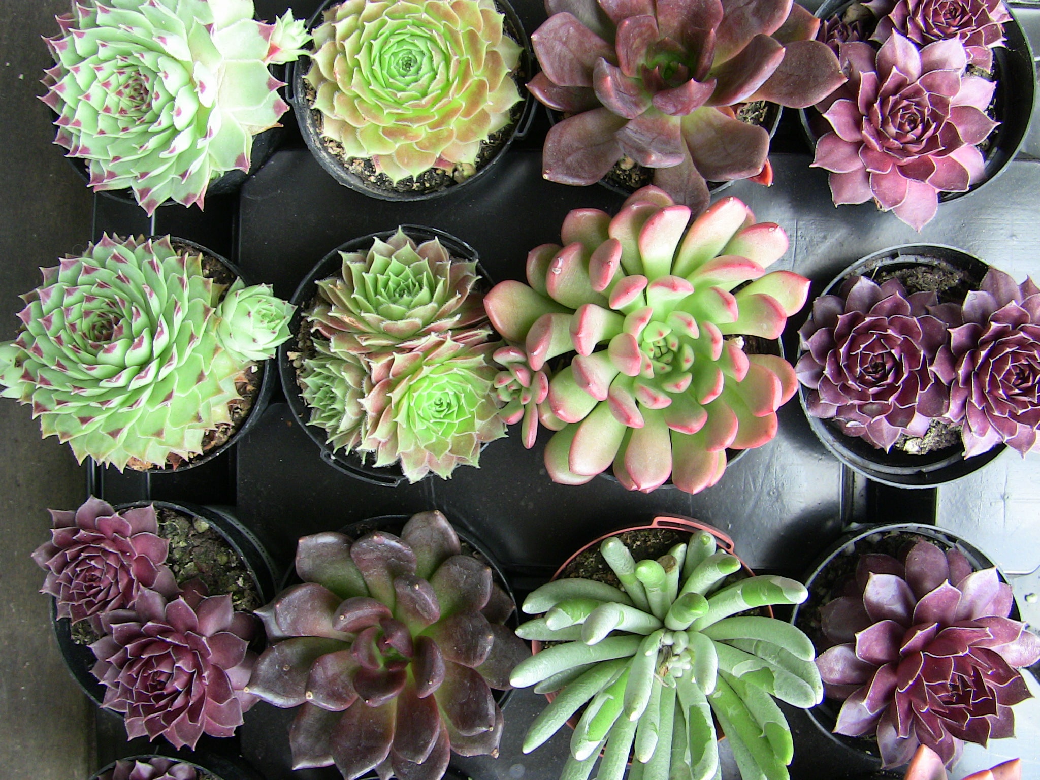 Flowering Succulent Types