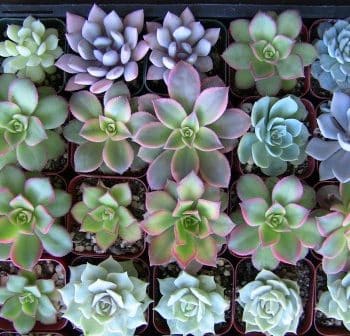 Collection of 70 2" succulents