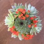 sempervivum bouquet