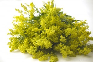 Solidago