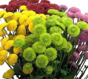 button-poms-chrysanthemum-flowers