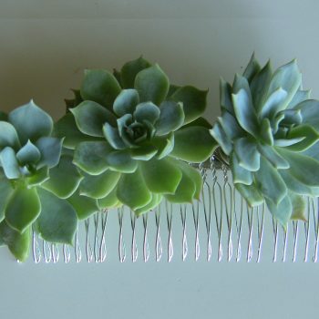 Succulent Trio