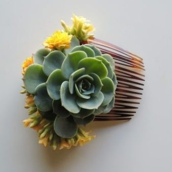 Single Succulent for Marquia