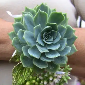 Large Corsage