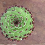 hen and chicks sempervivum