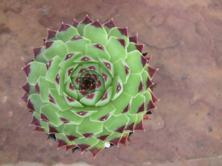 hen and chicks sempervivum