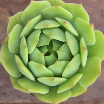 Echeveria Ramillete