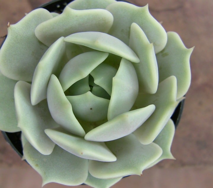 echeveria lola