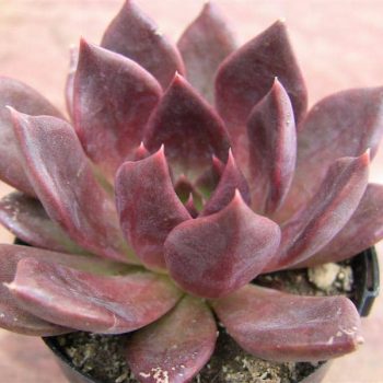 Echeveria Black Prince