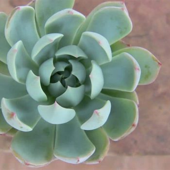 Echeveria Mazarine