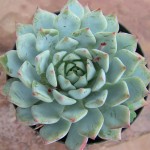 Echeceria Azulita
