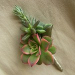 Succulent boutonniere with aeonium kiwi