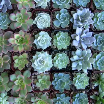 Collection of 200 plus 10 four-inch succulents