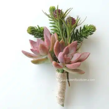 Succulent Boutonniere graptosedum