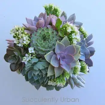 Succulent Bouquet "Mollie"