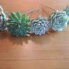 Succulents prepared with wire stems for use in boutonnieres.