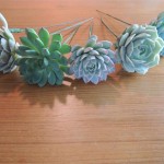 Succulents prepared with wire stems for use in boutonnieres.